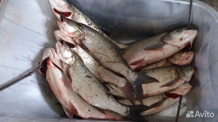 Реверсивный кораблик для ночной и дневной рыбалки