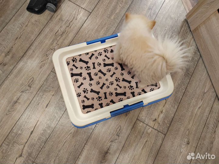 Лоток туалет для собак под пеленку