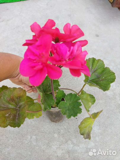 Герань, хлорофитум