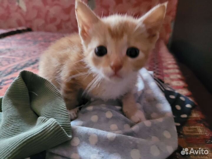 Котята в добрые руки приучены к лотку