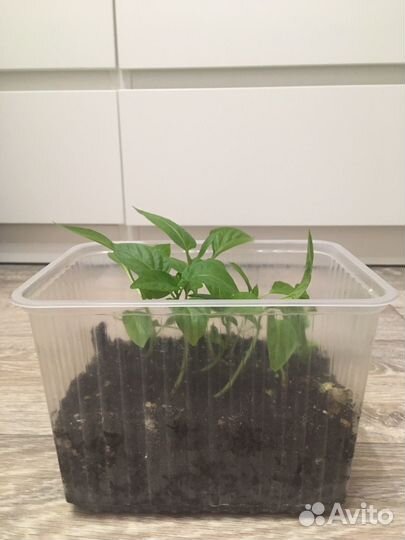 Рассада перец сладкий