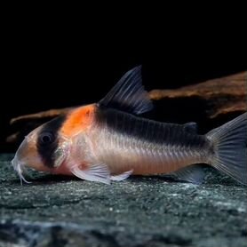 Коридорас дупликареус (Corydoras duplicareus)