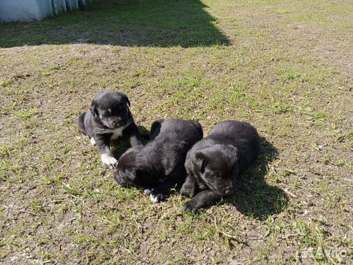 Продам щенков метис Алабая (кобели)