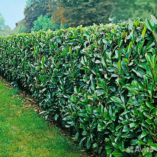 Лавровишня для живой изгороди опт