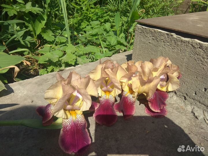 Ирисы бородатые