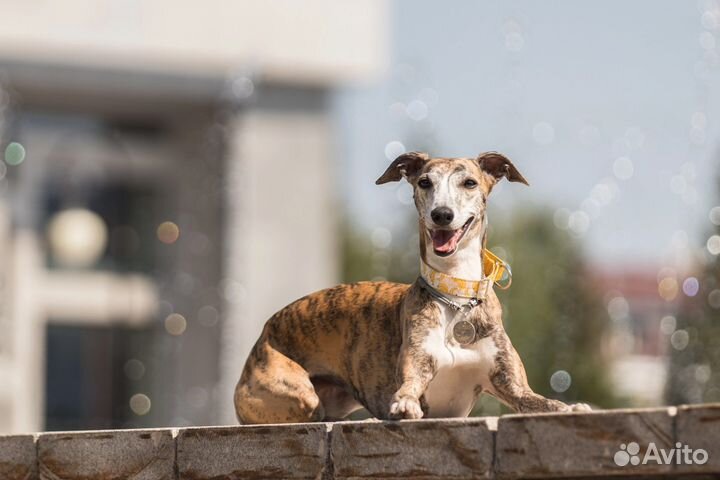 Ошейники водилки ринговки