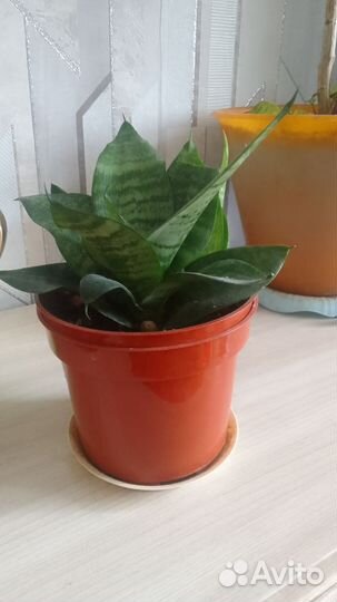 Сансевиерия