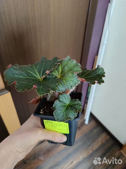 Бегония Америгибрид