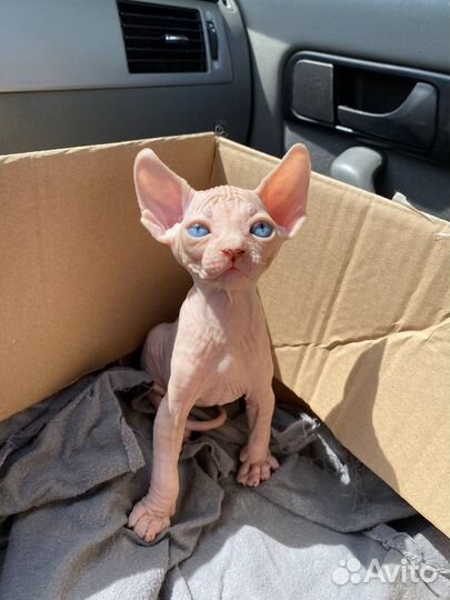 Канадский сфинкс котенок
