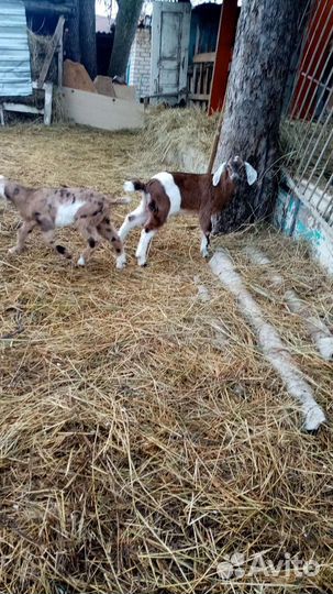 Англо нубийский козлик