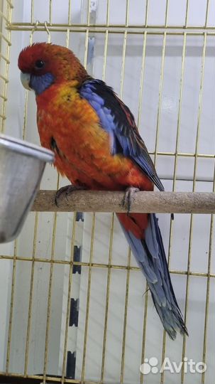 Розелла Пинант