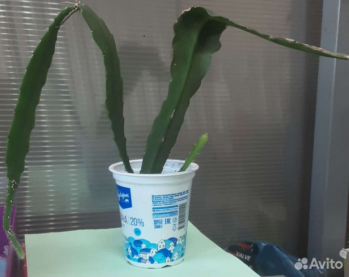 Эпифиллиум (тещин язык)