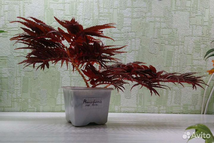 Бегонии pteridiformis, luxurians