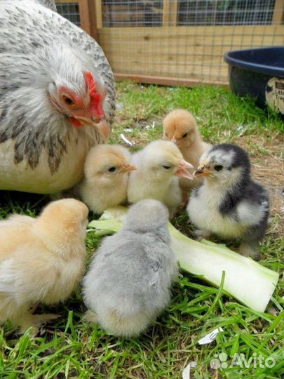 Цыплята и Утята