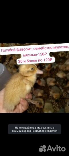 Утята суточные