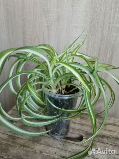 Хлорофитум