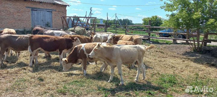 Бычки герефорды казахские белоголовые