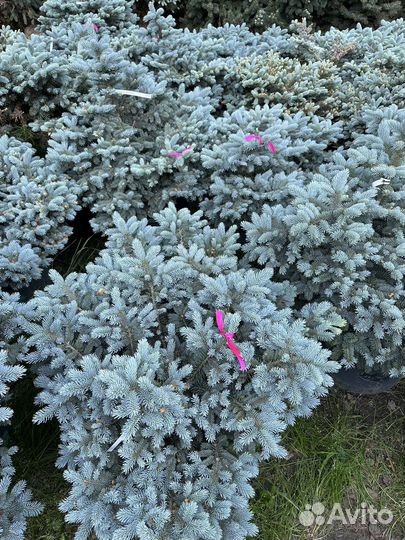 Ель голубая Глаука Глобоза