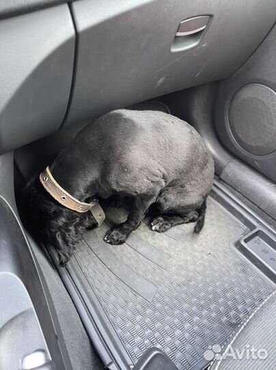 Собака в добрые руки