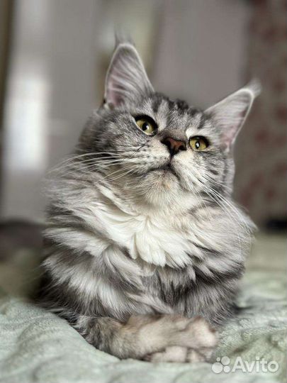 Кошечка Мейн-кун