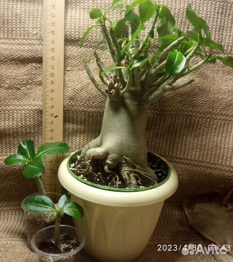 Эхеверии,церопегии,эониумы и др