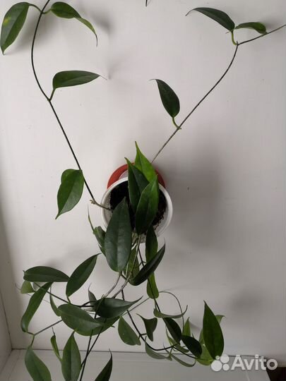 Хойи, сеткреазия