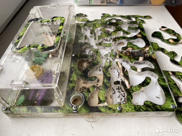 Формикарий (муравьиная ферма)