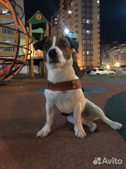 Вязка Джек Рассел