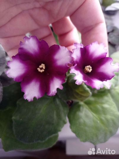 Фиалка сортовая