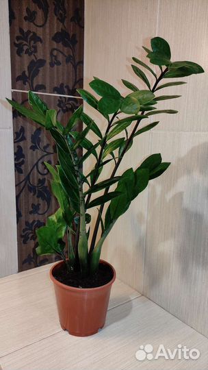 Замиокулькас