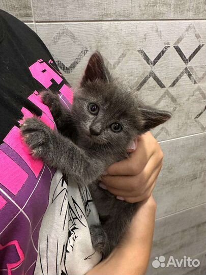 Кошка в дар бесплатно