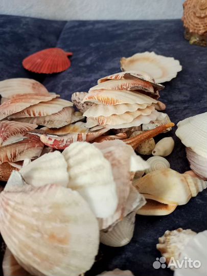 Ракушки и камни с черного моря