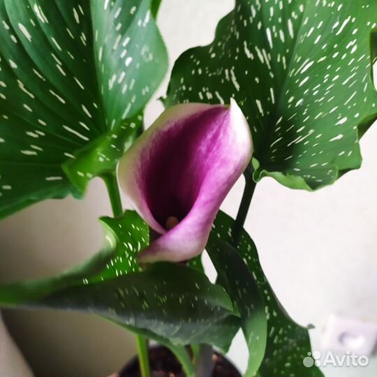 Калла Пикассо