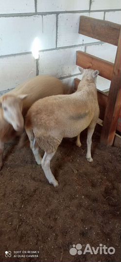 Овцы бараны катумские