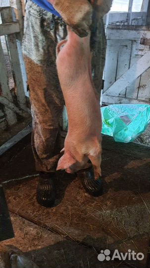 Поросенок ландрас