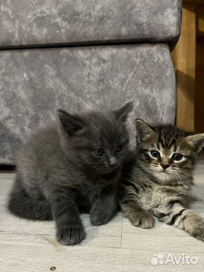 Котята