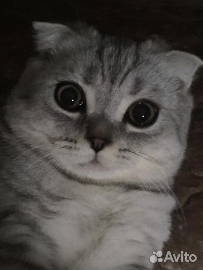 Вязка шотландцец вислоухий