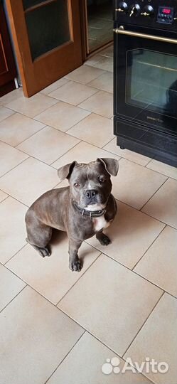 Продаю собаку метис стаффорда и французского бульд