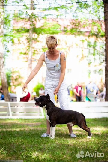 Вязка кобель амстафф