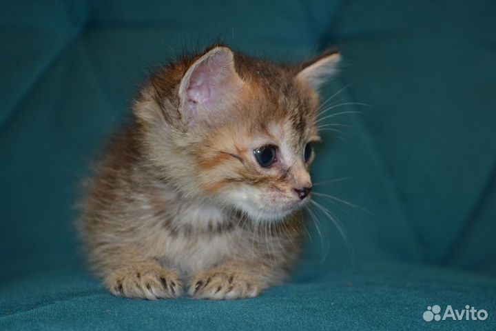 Котёнок девочка в ответственные руки