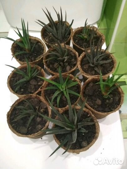 Хавортия суккулент