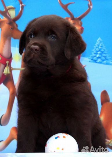 Шоколадная девочка, лабрадор