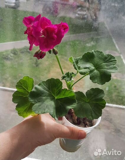 Пеларгония герань сортовая