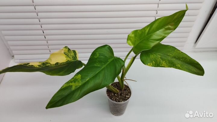 Сциндапсус, эпипремнум