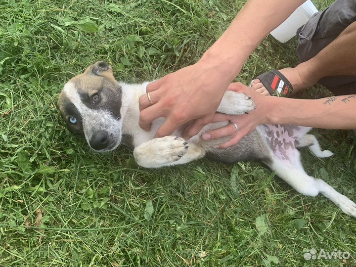 Щенок в добрые руки Хаски метис