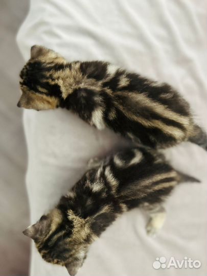 Шотландские вислоухие котята мраморные