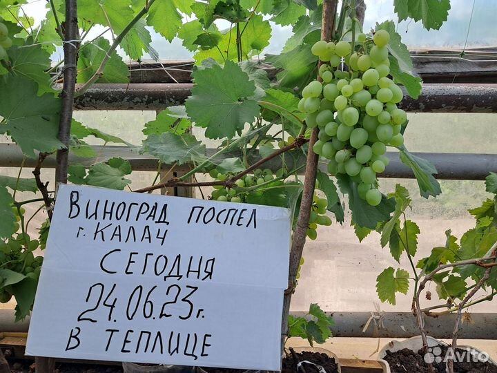 Саженцы винограда