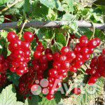 Саженцы ежевики, малины, смородины,крыжовника