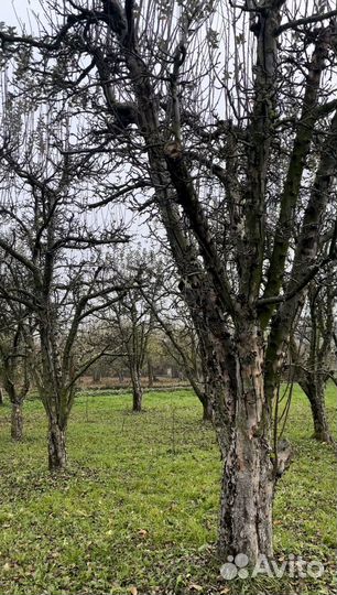 Дрова колотые