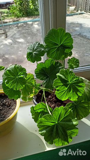 Герань пеларгония